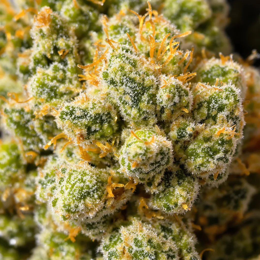 Primer plano de cogollo de cannabis Durban Poison mostrando estructura aireada verde lima