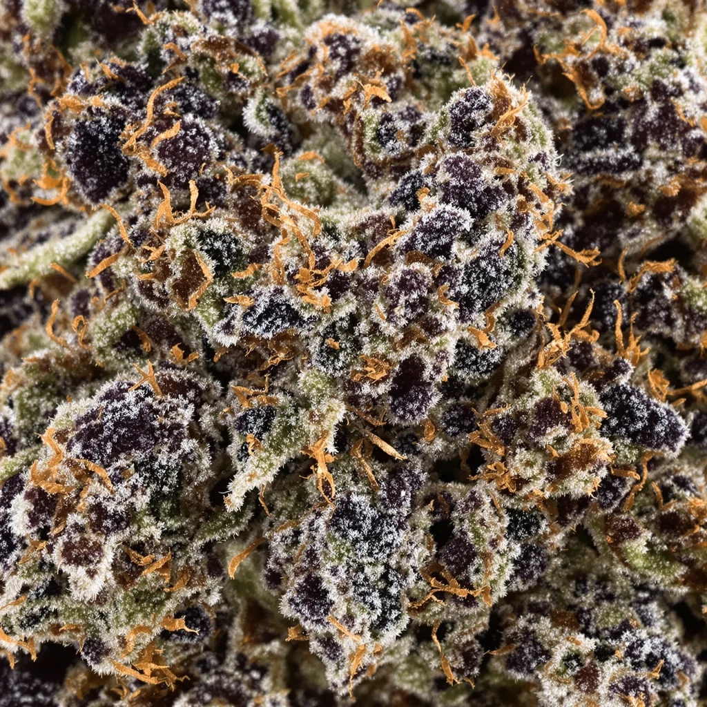 Primer plano de cogollo de cannabis Durga Mata mostrando cálices densos con tonos morados