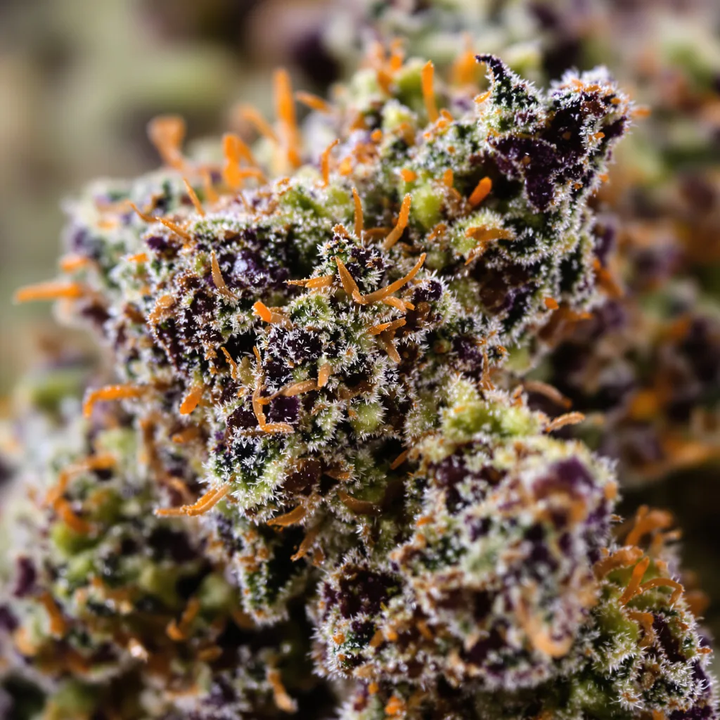 Primer plano de cogollo de cannabis Dutch Kush mostrando cálices densos con tonos morados