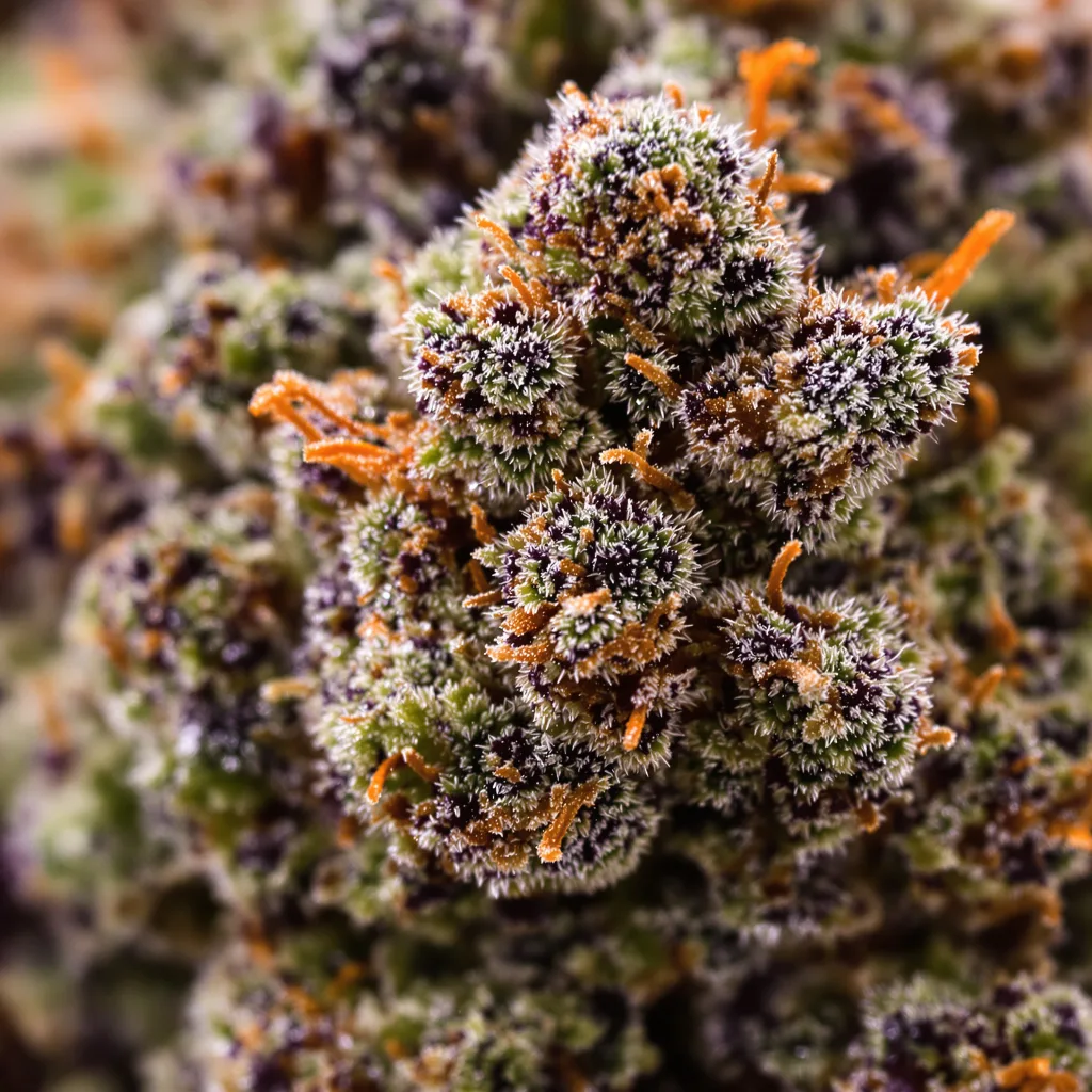 Primer plano de cogollo de cannabis Early Girl mostrando cálices densos con tonos morados