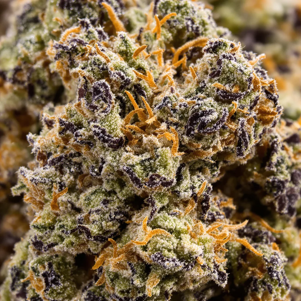 Primer plano de cogollo de cannabis Early Skunk mostrando cálices densos con tonos morados
