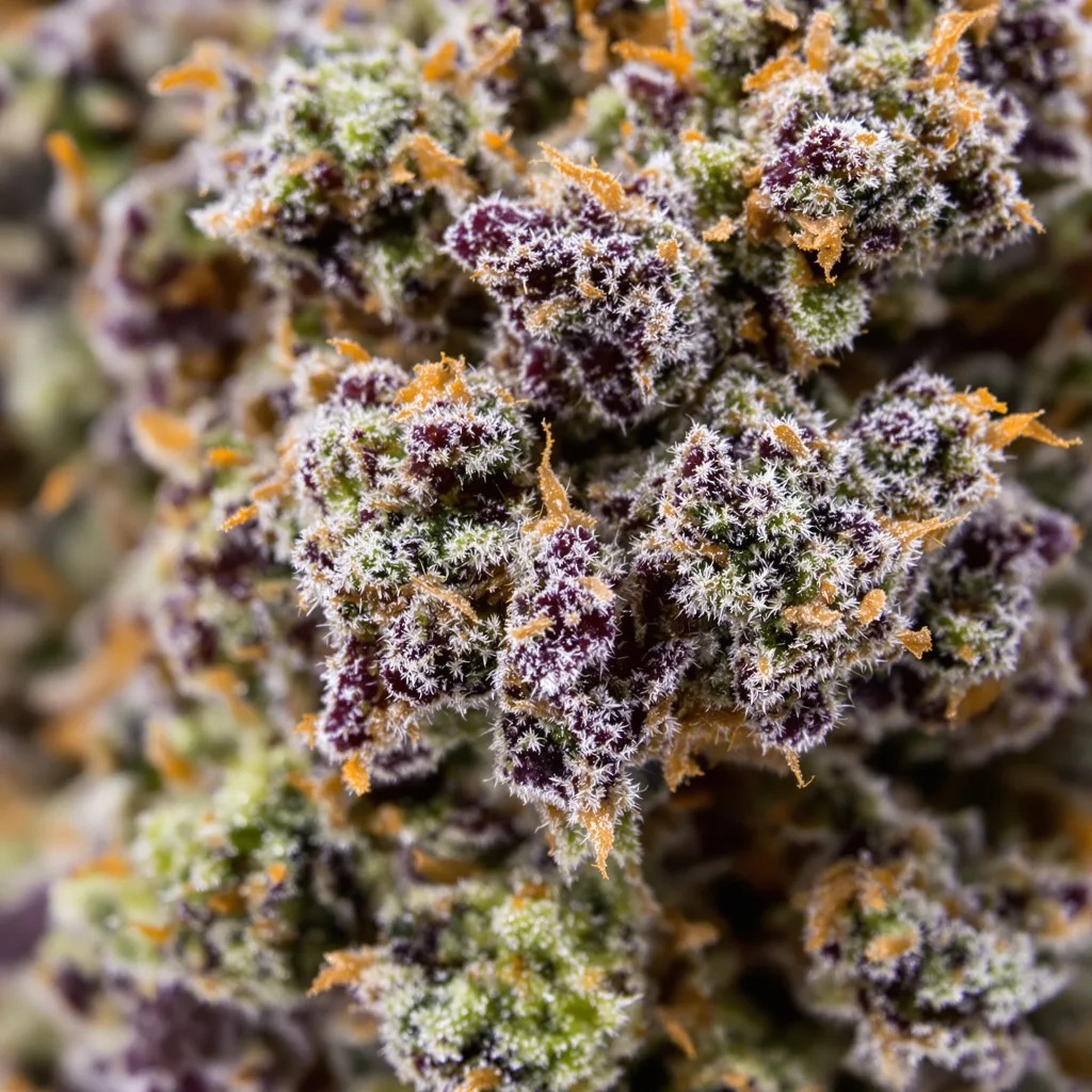 Primer plano de cogollo de cannabis Ecto Cooler mostrando cálices densos con tonos morados