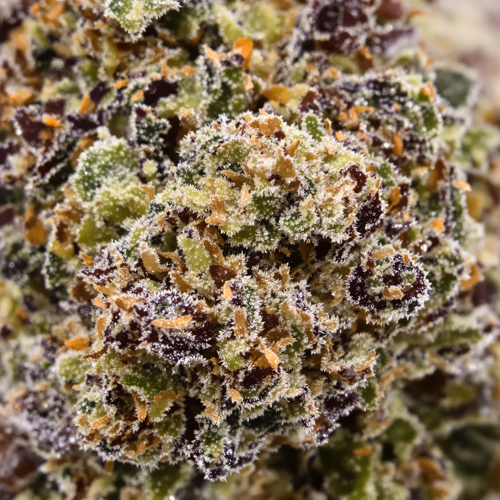 Primer plano de cogollo de cannabis El Perro mostrando cálices densos con tonos morados