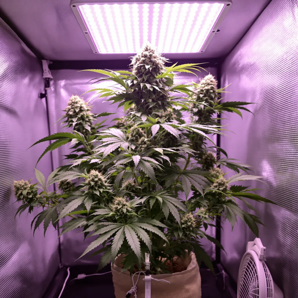 Planta de cannabis Electric Blue en fase de floración — 60-100 cm autofloración