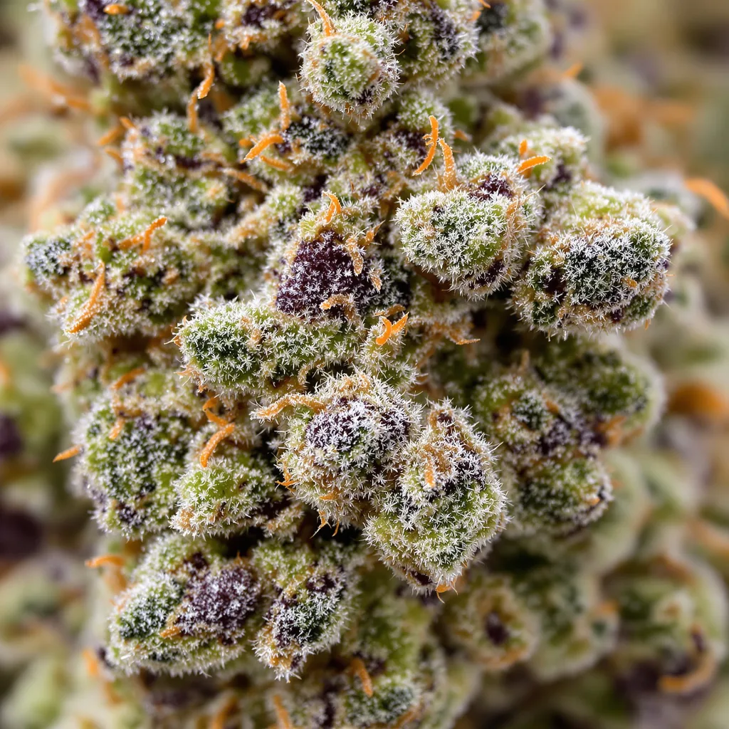 Primer plano de cogollo de cannabis Ewok mostrando cogollos densos verde bosque