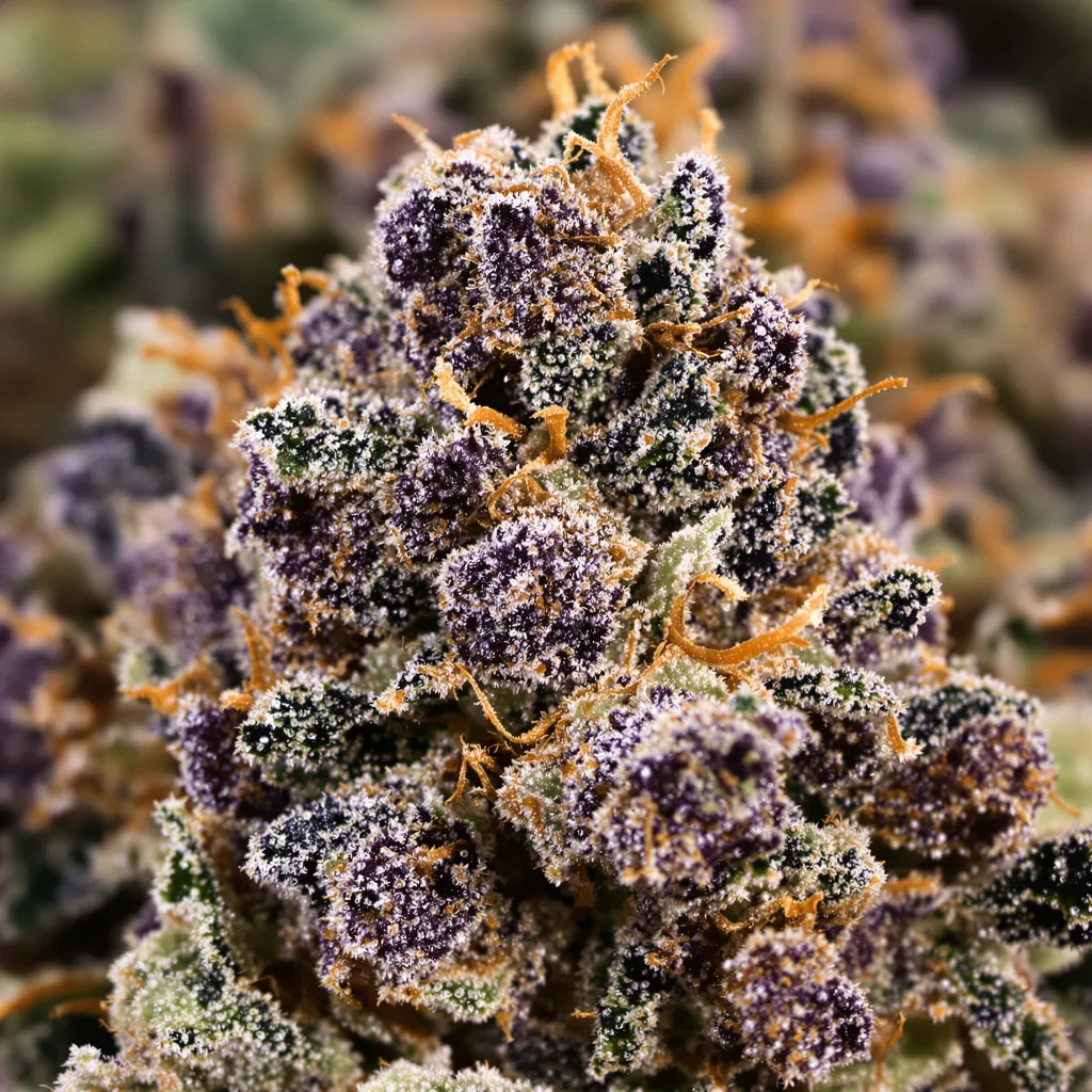 Primer plano de cogollo de cannabis Extreme OG mostrando cálices densos con tonos morados