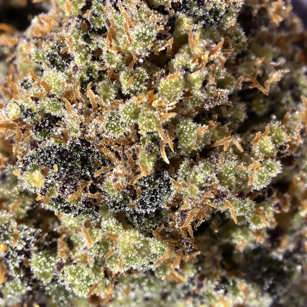 Primer plano de cogollo de cannabis Face Off OG mostrando cálices densos con tonos morados