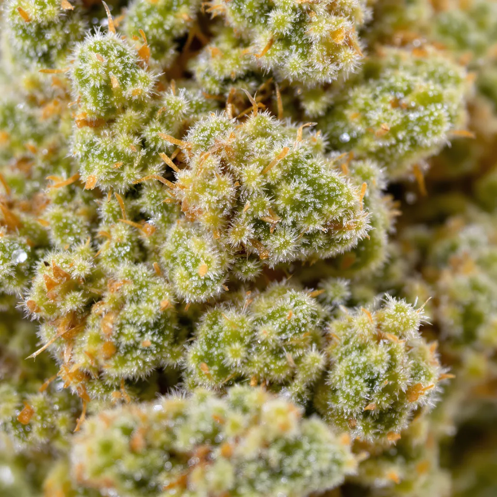 Primer plano de cogollo de cannabis Fat Nelson mostrando estructura aireada verde lima