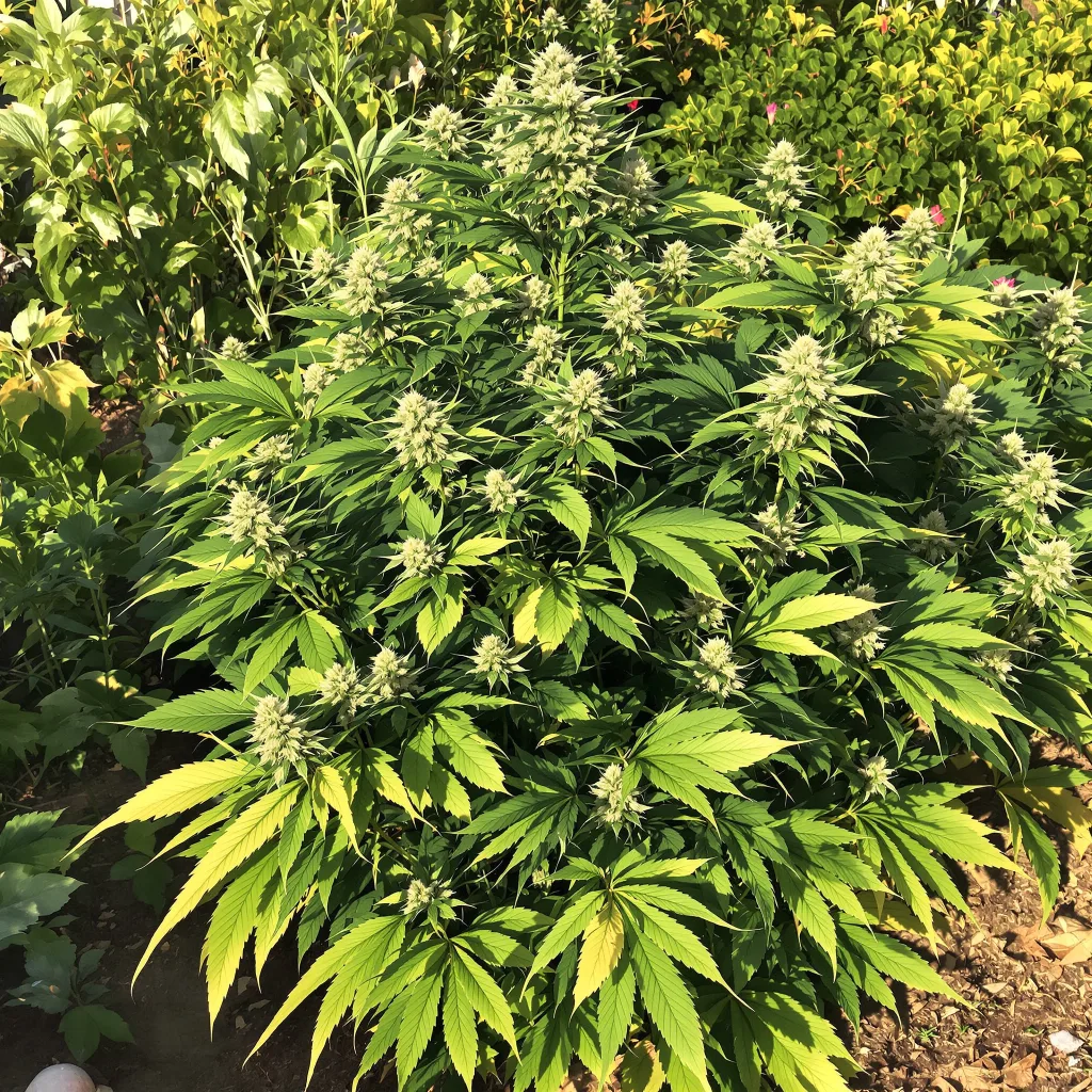 Fat Purple 74% indica / 26% sativa — flor con tricomas visibles