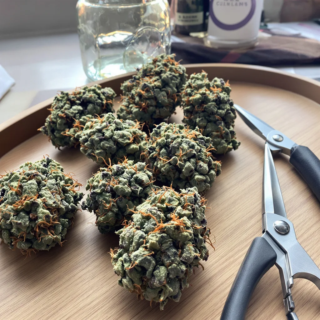 Faygo Red Pop 40% indica / 60% sativa — flor con tricomas visibles