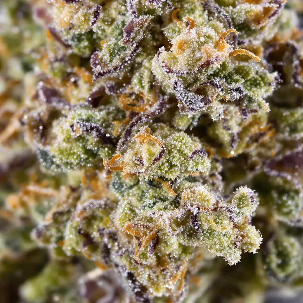 Primer plano de cogollo de cannabis Faygo Red Pop mostrando estructura abierta con pistilos naranjas