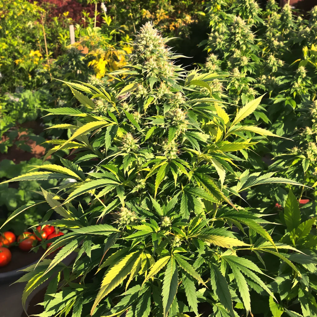 Fire OG 86% indica / 14% sativa — flor con tricomas visibles