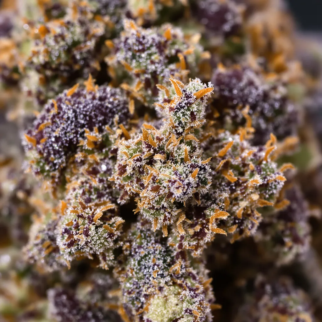 Primer plano de cogollo de cannabis Flo OG mostrando cálices densos con tonos morados