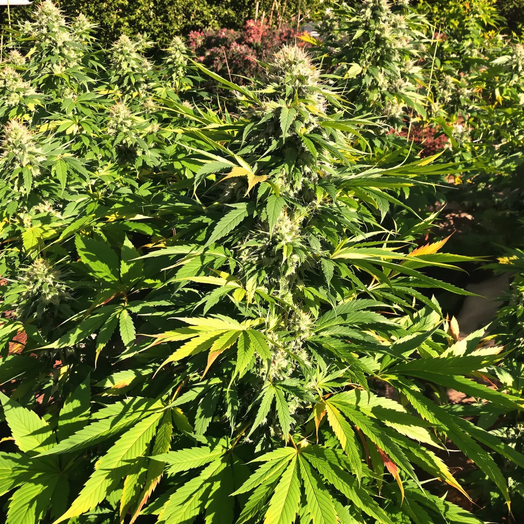 Flowerbomb Kush 67% indica / 33% sativa — flor con tricomas visibles
