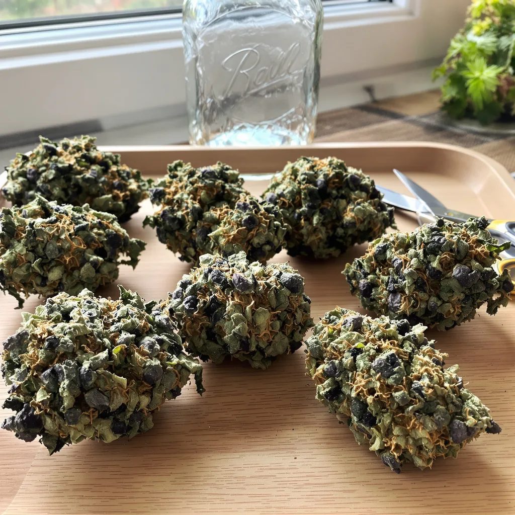 Forbidden Fruit 70% indica / 30% sativa — flor con tricomas visibles