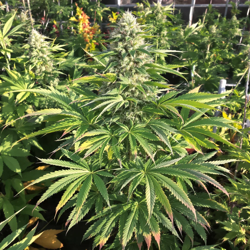 Freezeland 68% indica / 32% sativa — flor con tricomas visibles