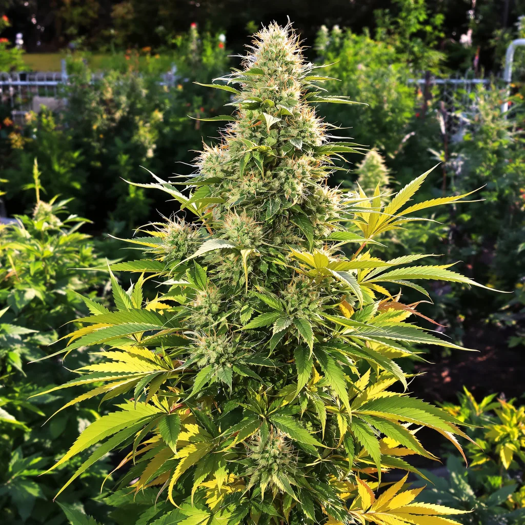 Frosty 45% indica / 55% sativa — flor con tricomas visibles