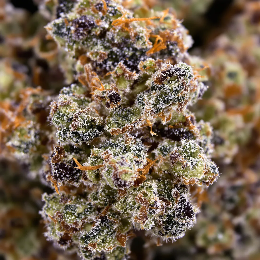 Primer plano de cogollo de cannabis Fruit mostrando cálices densos con tonos morados