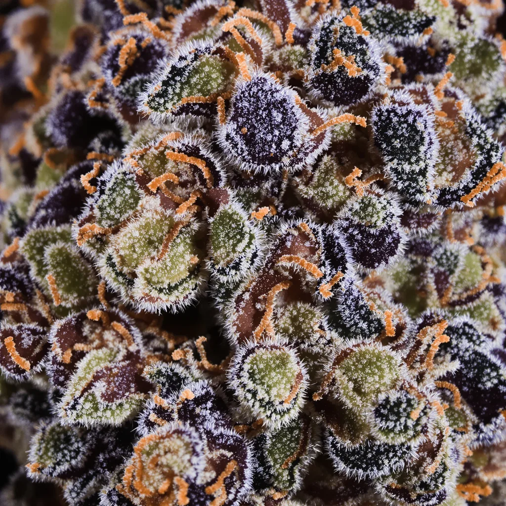 Primer plano de cogollo de cannabis Fruit mostrando cálices densos con tonos morados
