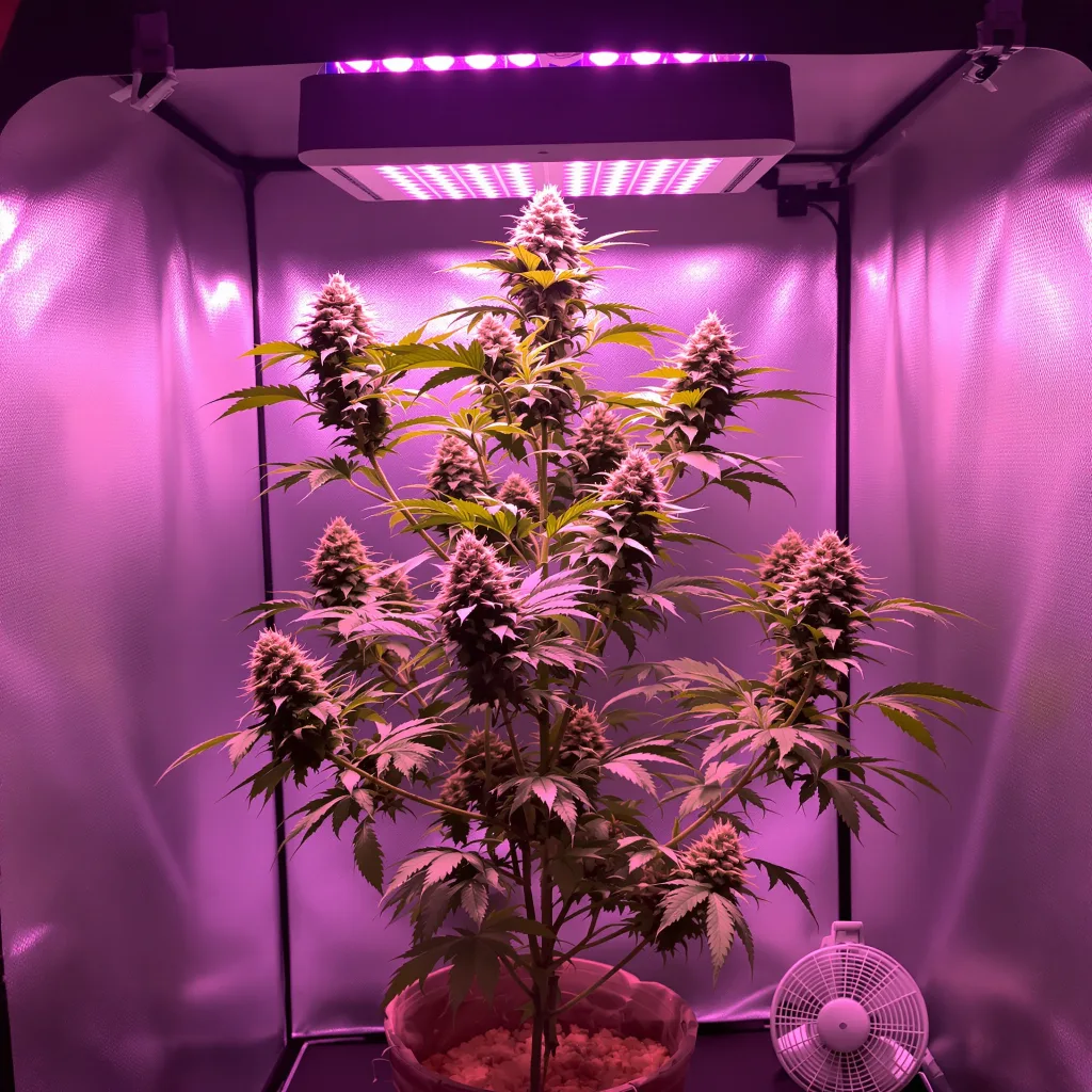 Planta de cannabis Fruity Pebbles en fase de floración — 120-180 cm feminizada