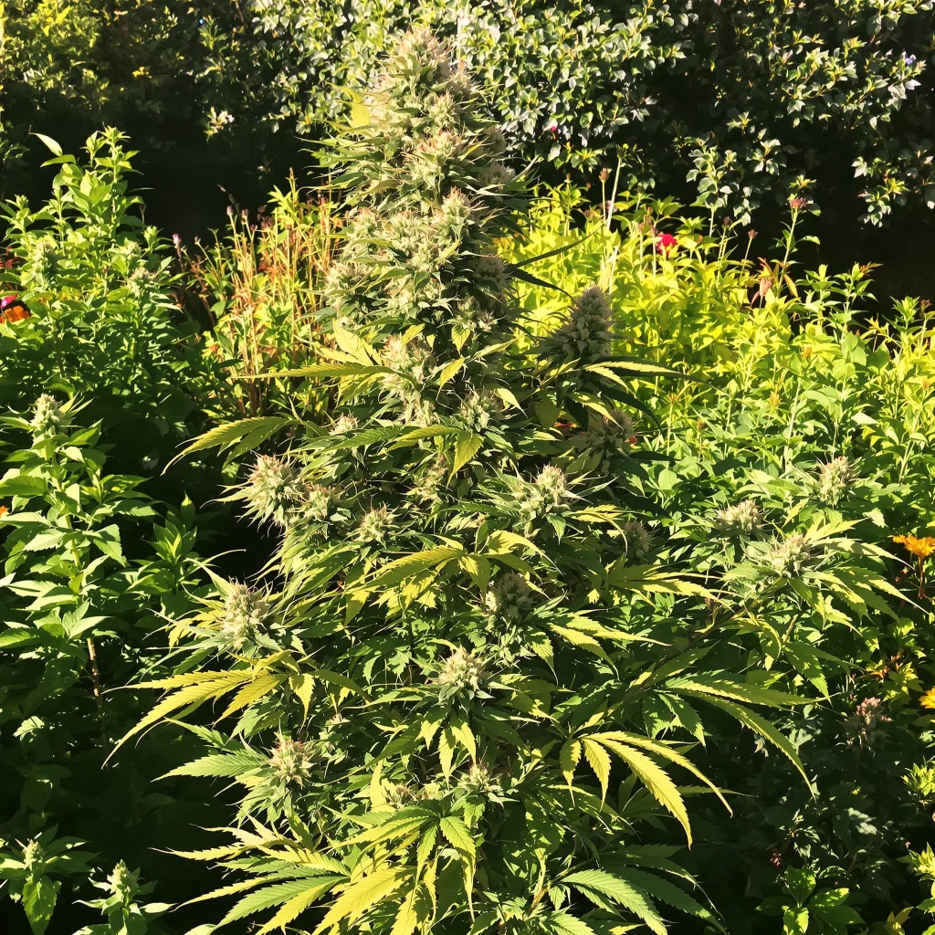 Fruity Pebbles 50% indica / 50% sativa — flor con tricomas visibles