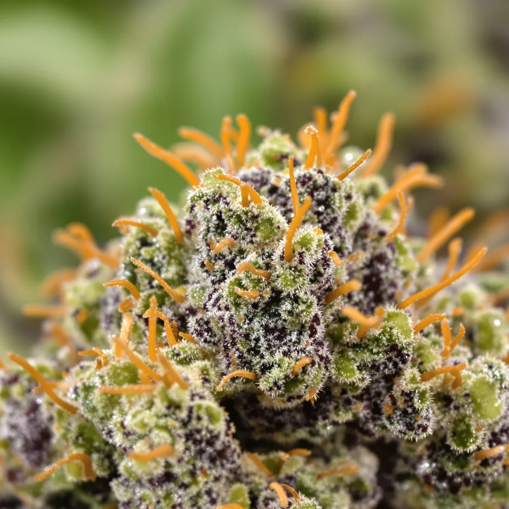 Primer plano de cogollo de cannabis Fruity Widow mostrando cálices densos con tonos morados