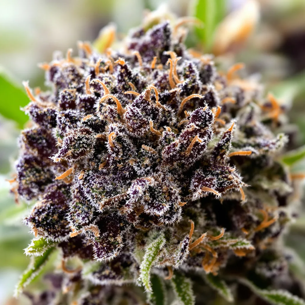Primer plano de cogollo de cannabis Fruitylicious mostrando cálices densos con tonos morados