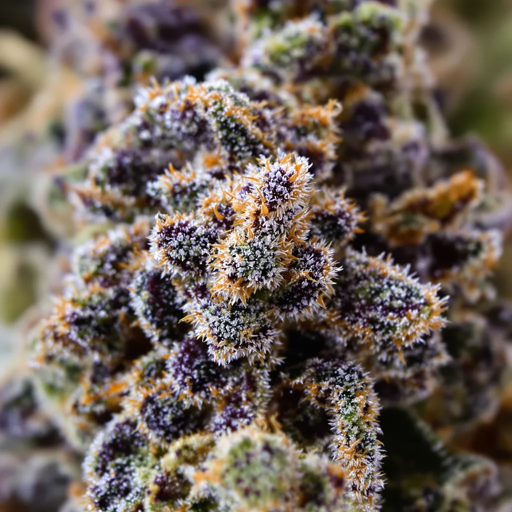 Primer plano de cogollo de cannabis Fucking Incredible mostrando cálices densos con tonos morados