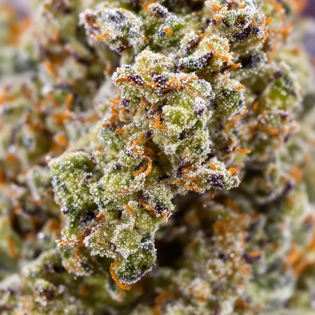 Primer plano de cogollo de cannabis Funky Monkey mostrando estructura equilibrada con tricomas escarchados