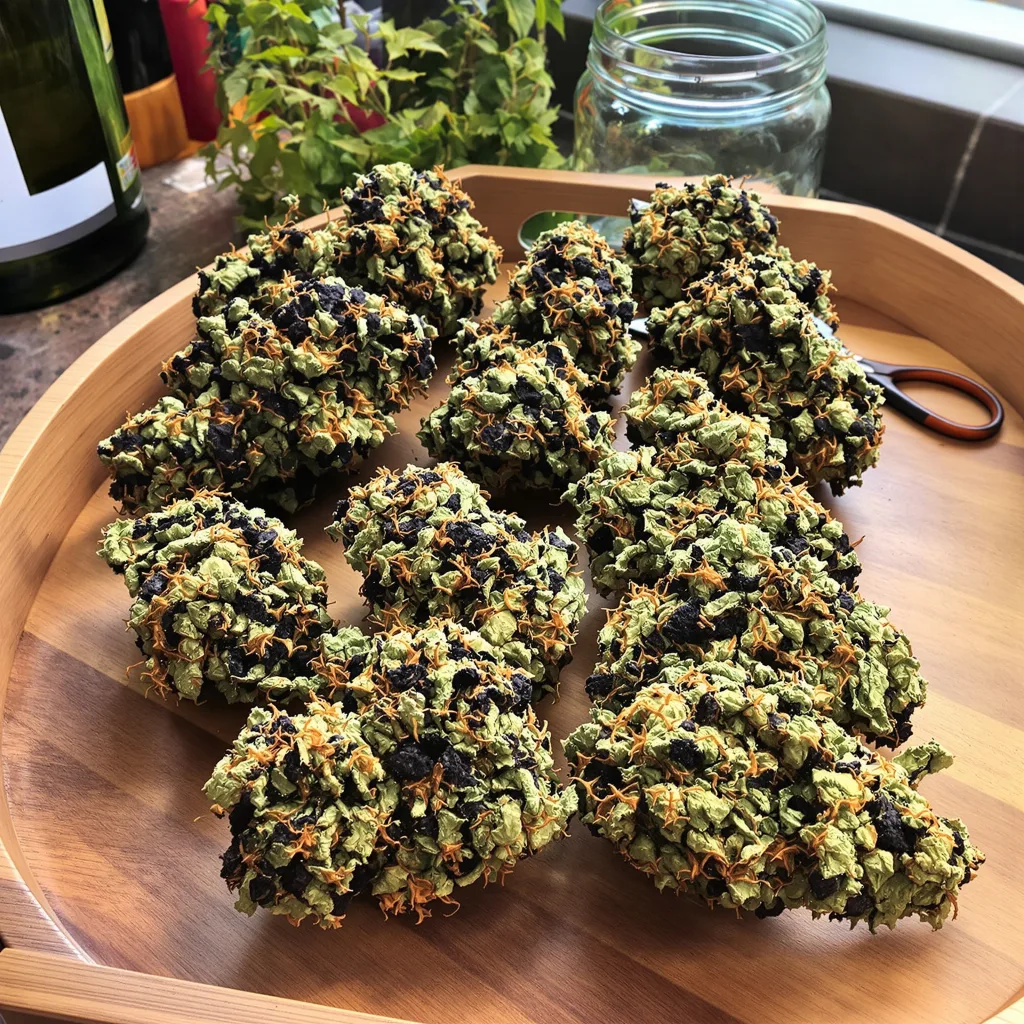 G13 85% indica / 15% sativa — flor con tricomas visibles
