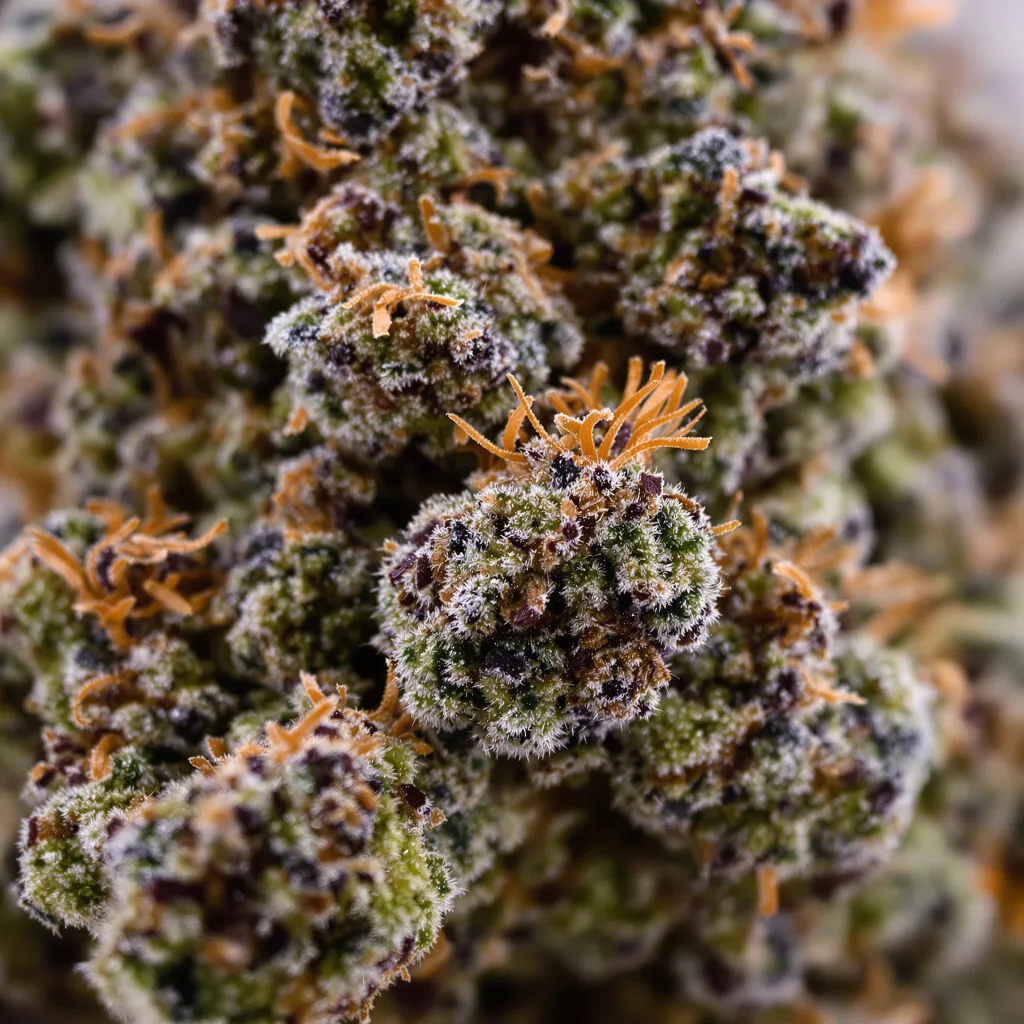 Primer plano de cogollo de cannabis G13 mostrando cálices densos con tonos morados