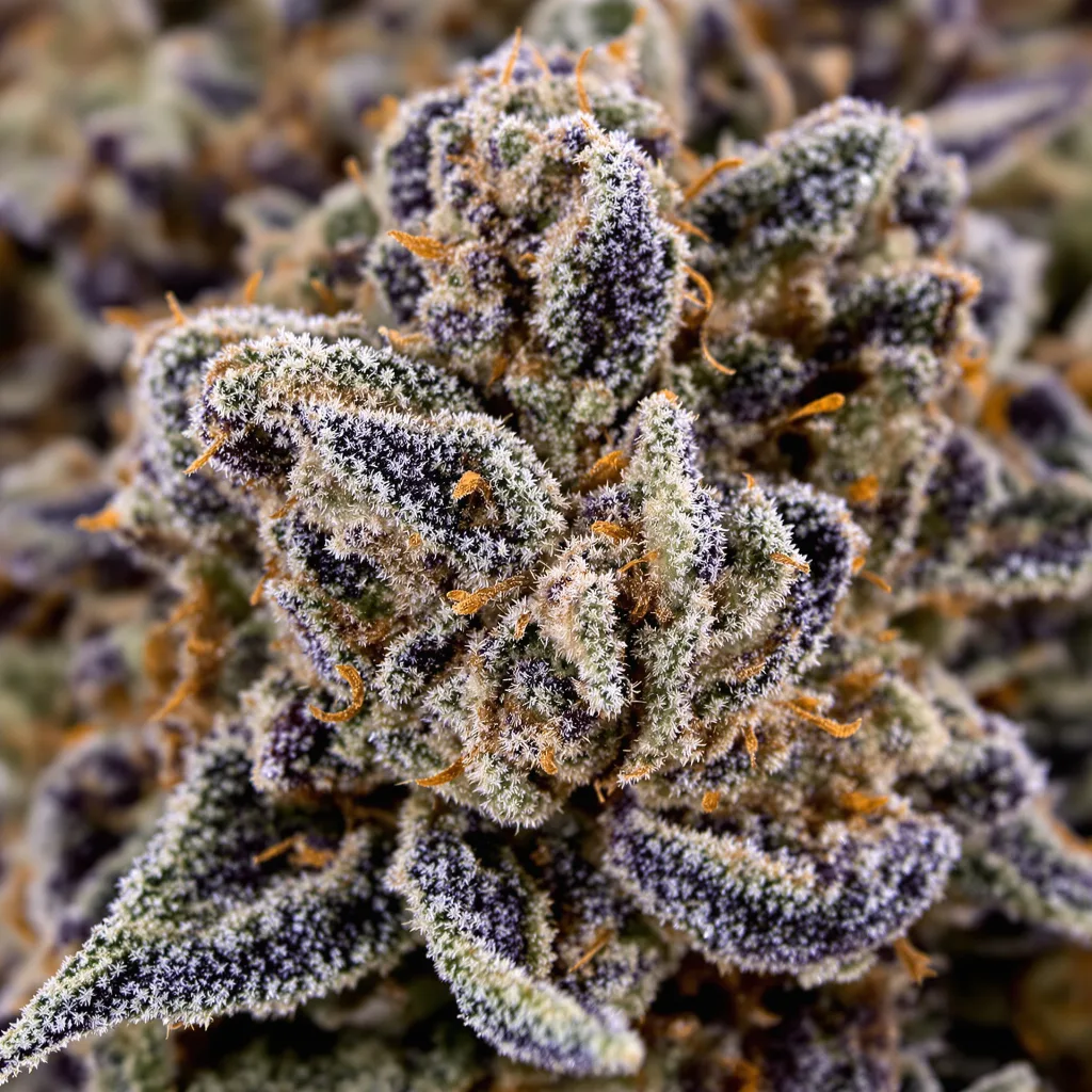 Primer plano de cogollo de cannabis G13 Widow mostrando cálices densos con tonos morados