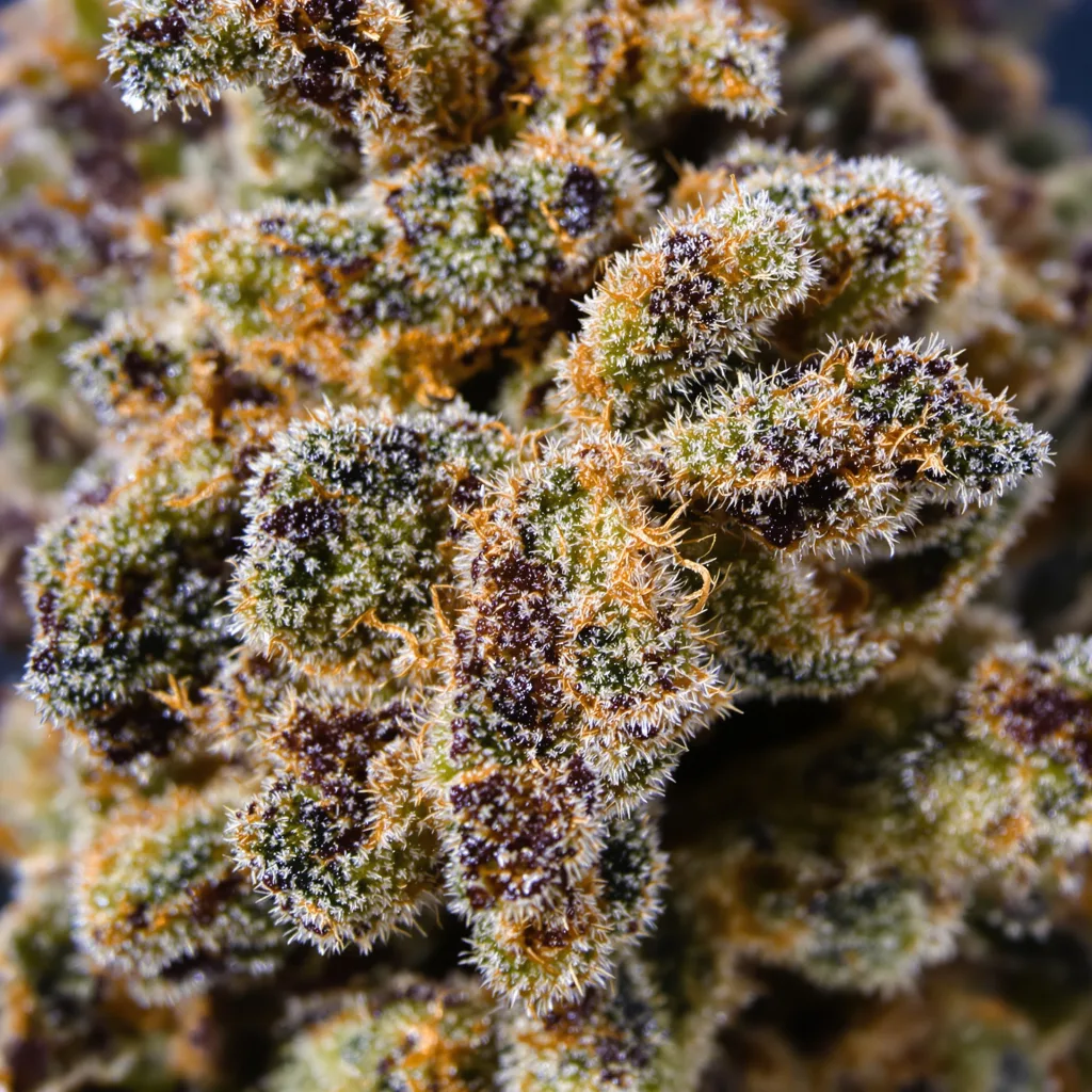Primer plano de cogollo de cannabis G13 Widow mostrando cálices densos con tonos morados