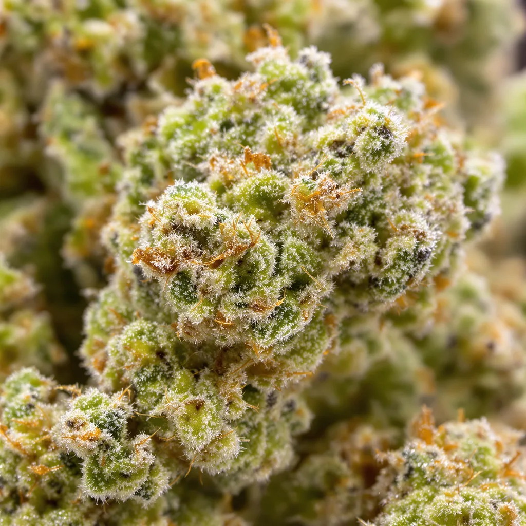 Primer plano de cogollo de cannabis Galactic Jack mostrando estructura aireada verde lima