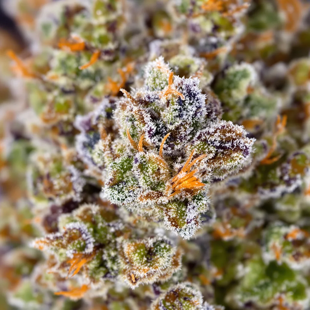 Primer plano de cogollo de cannabis Gelato 33 mostrando cogollos densos verde bosque