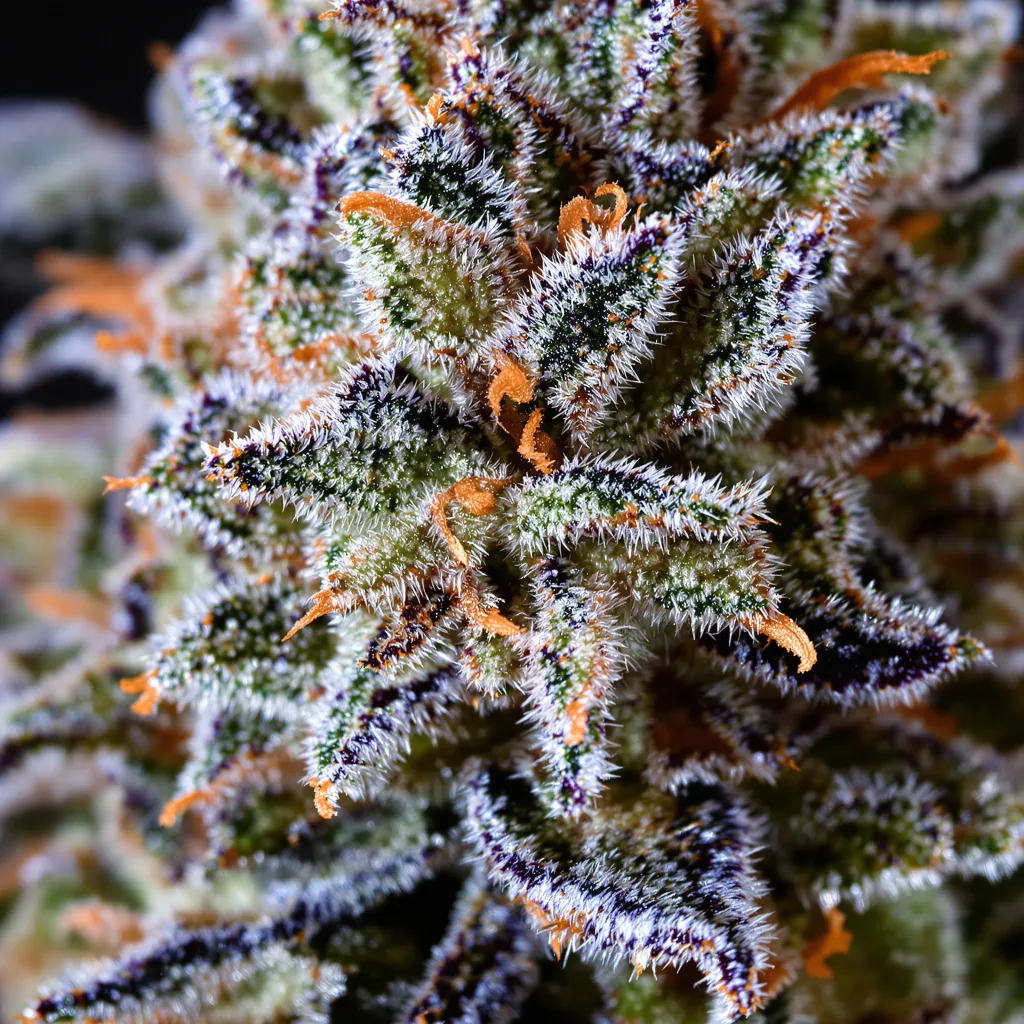 Primer plano de cogollo de cannabis Gelato 44 mostrando estructura abierta con pistilos naranjas