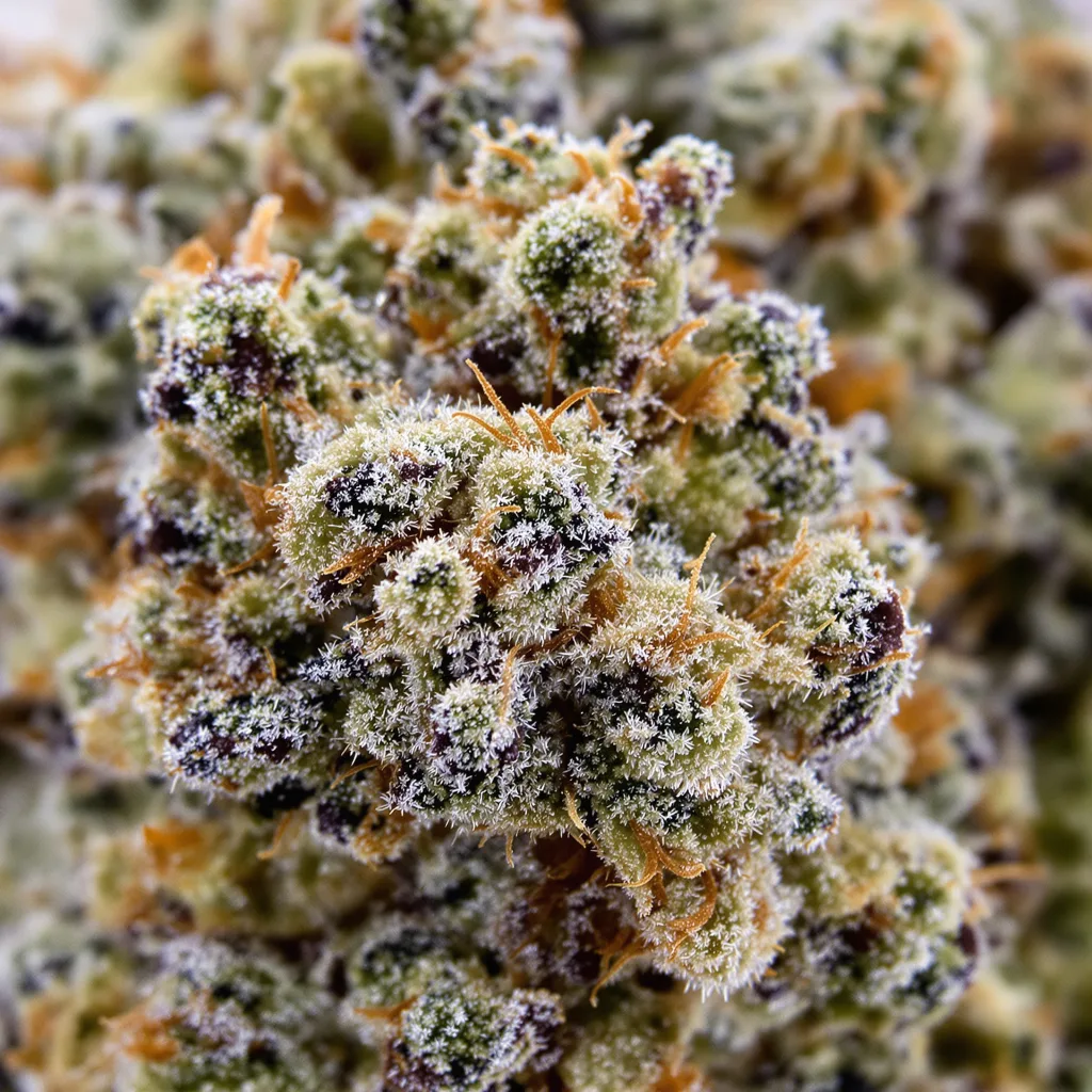 Primer plano de cogollo de cannabis Georgia Pie mostrando estructura equilibrada con tricomas escarchados