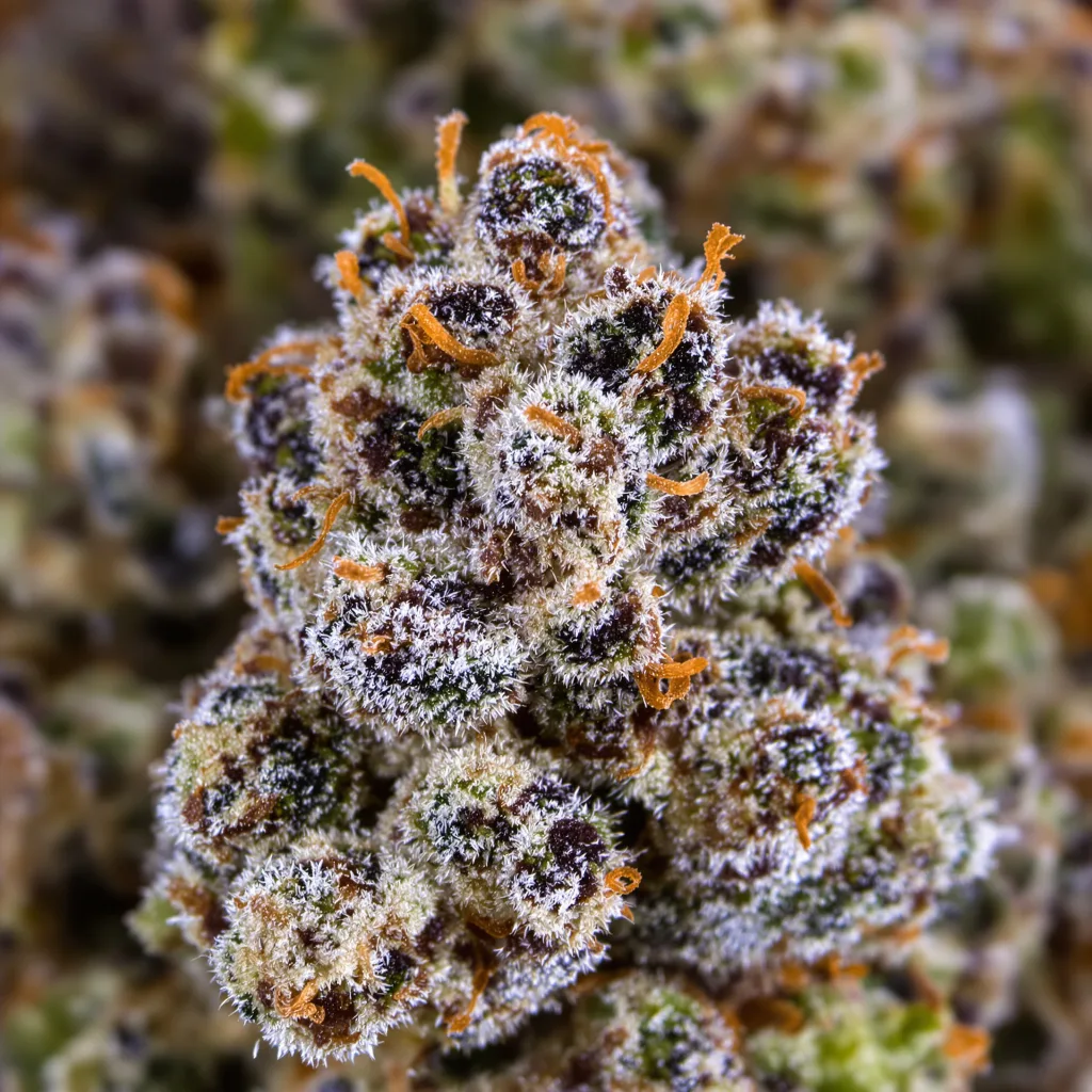 Primer plano de cogollo de cannabis Ghost OG mostrando cálices densos con tonos morados