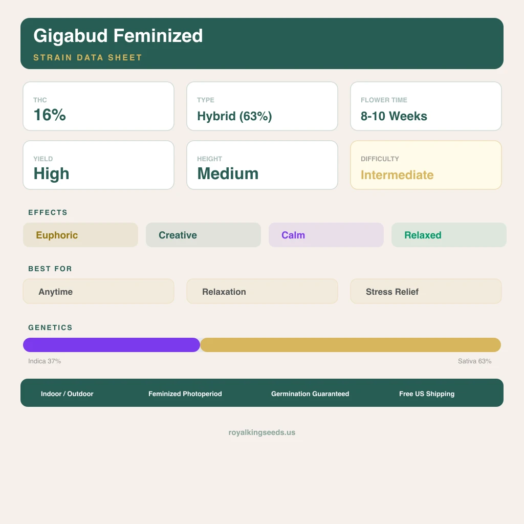 Gigabud 37% indica / 63% sativa — flor con tricomas visibles