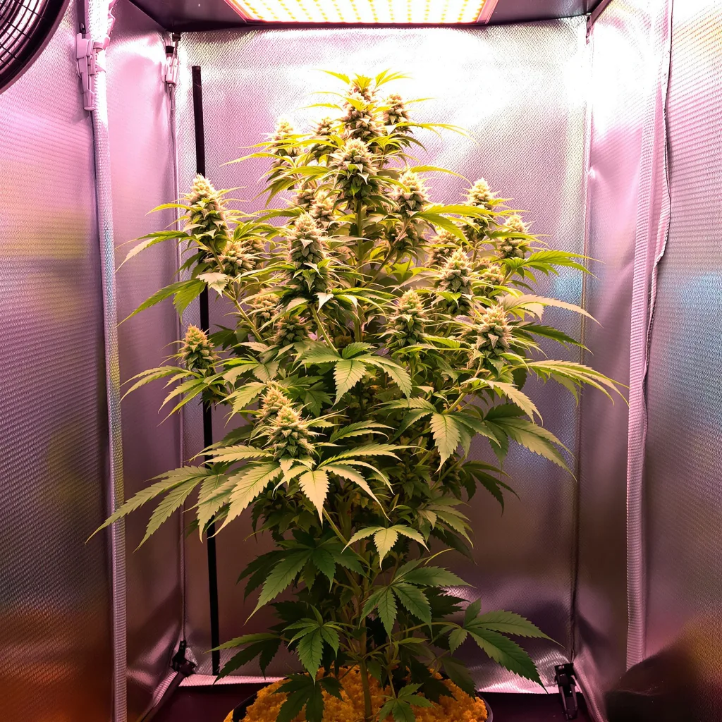 Planta de cannabis Ginger Ale en fase de floración — 120-180 cm feminizada