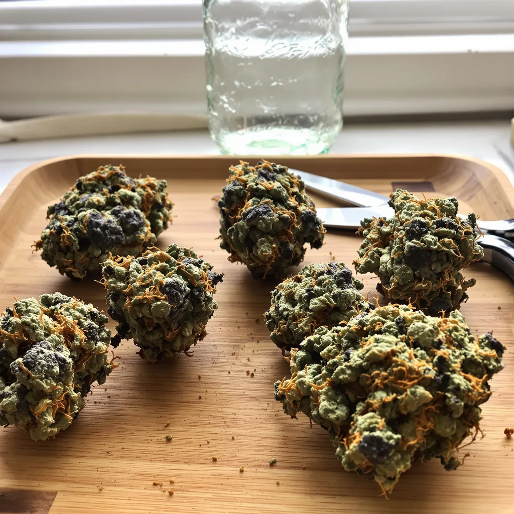 Goatlato 65% indica / 35% sativa — flor con tricomas visibles
