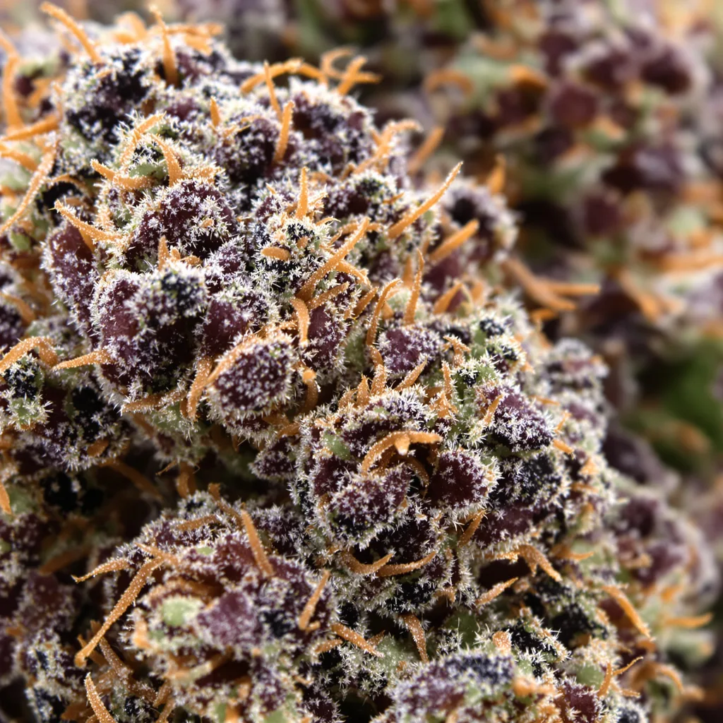 Primer plano de cogollo de cannabis Goatlato mostrando cálices densos con tonos morados