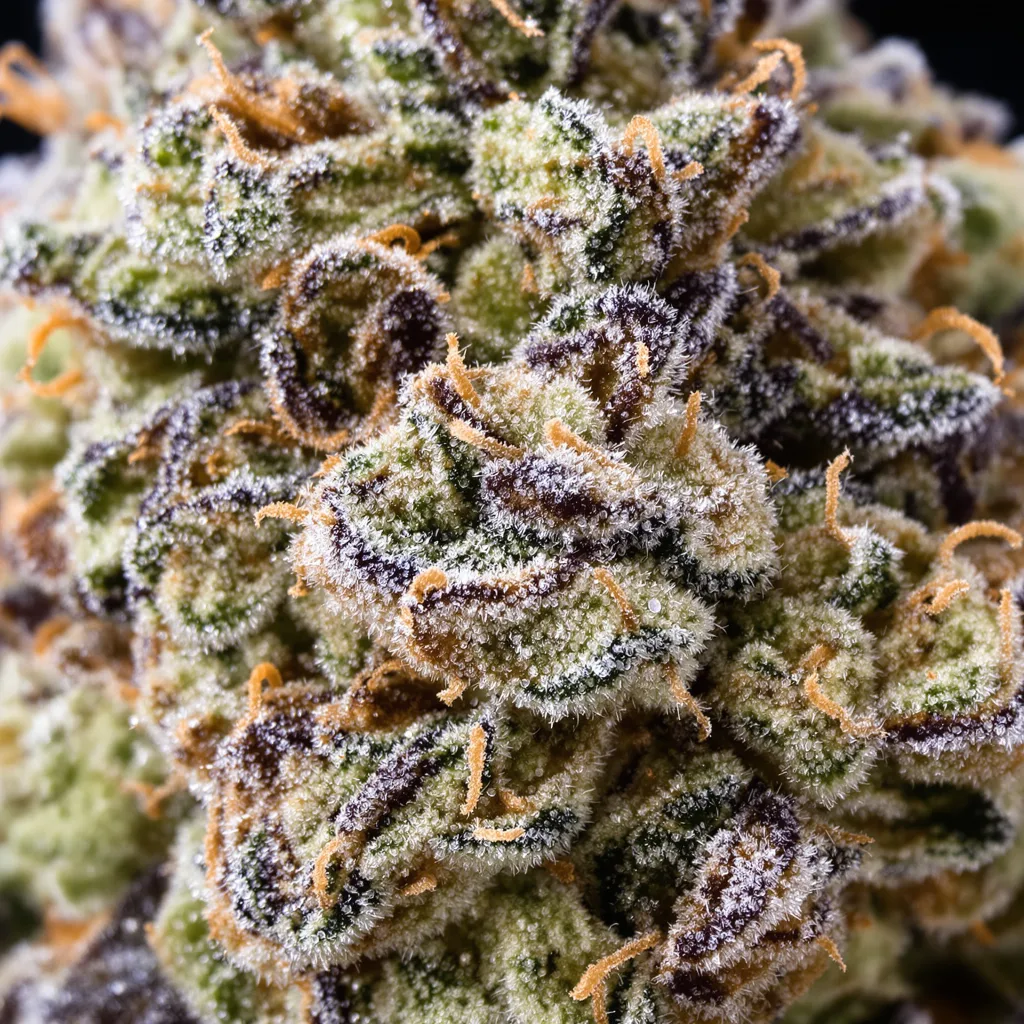 Primer plano de cogollo de cannabis Gobbstopper mostrando estructura abierta con pistilos naranjas