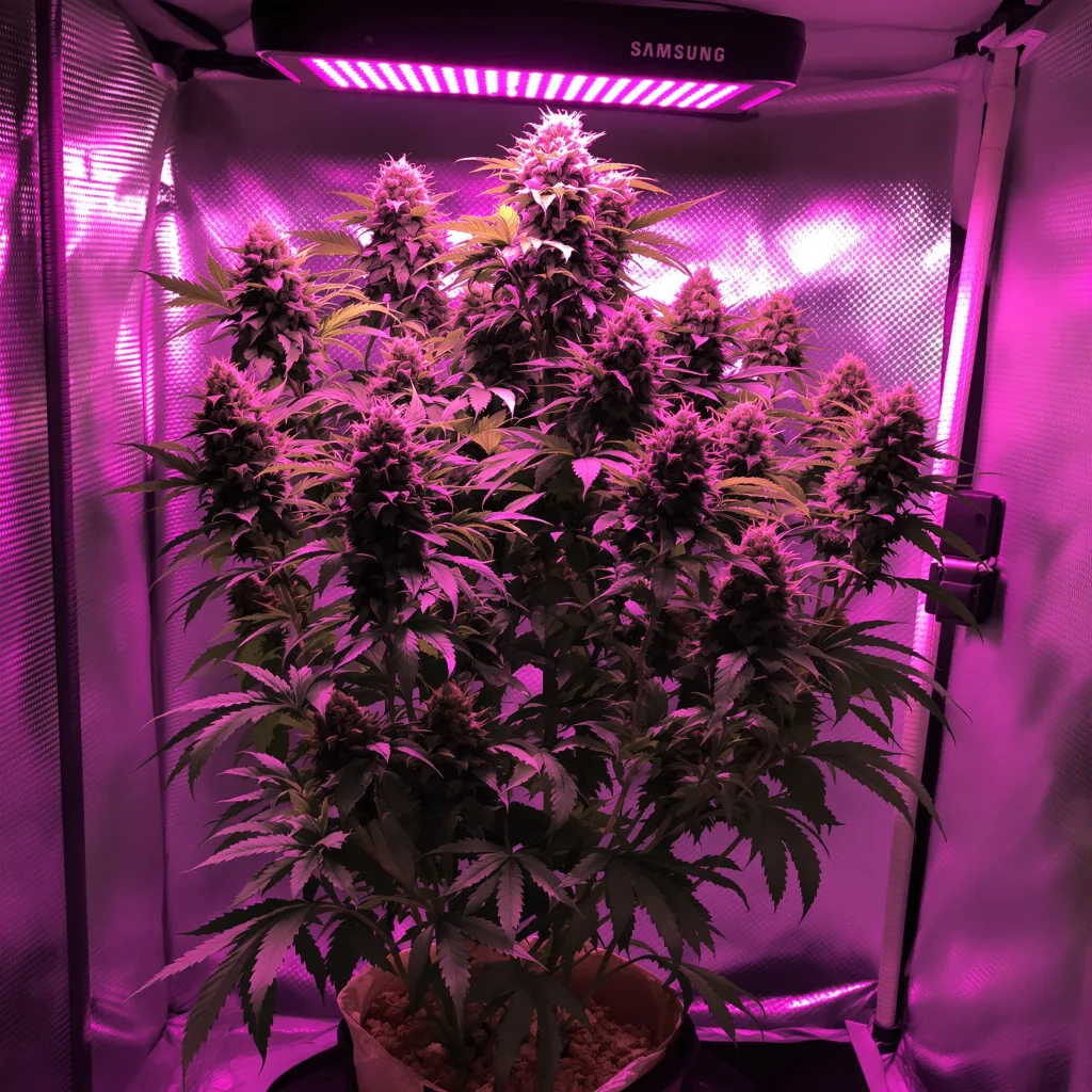 Planta de cannabis God's Green Crack en fase de floración — 60-100 cm autofloración