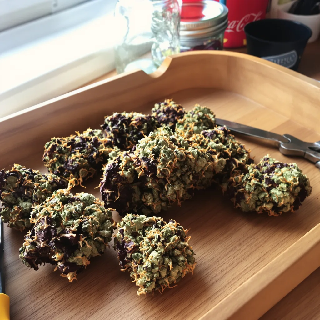 God's Treat 78% indica / 22% sativa — flor con tricomas visibles