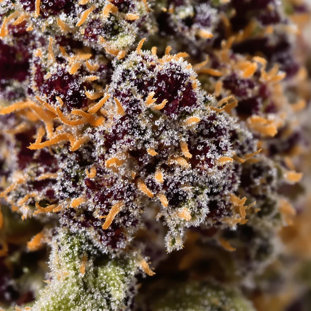 Primer plano de cogollo de cannabis Godberry mostrando cálices densos con tonos morados