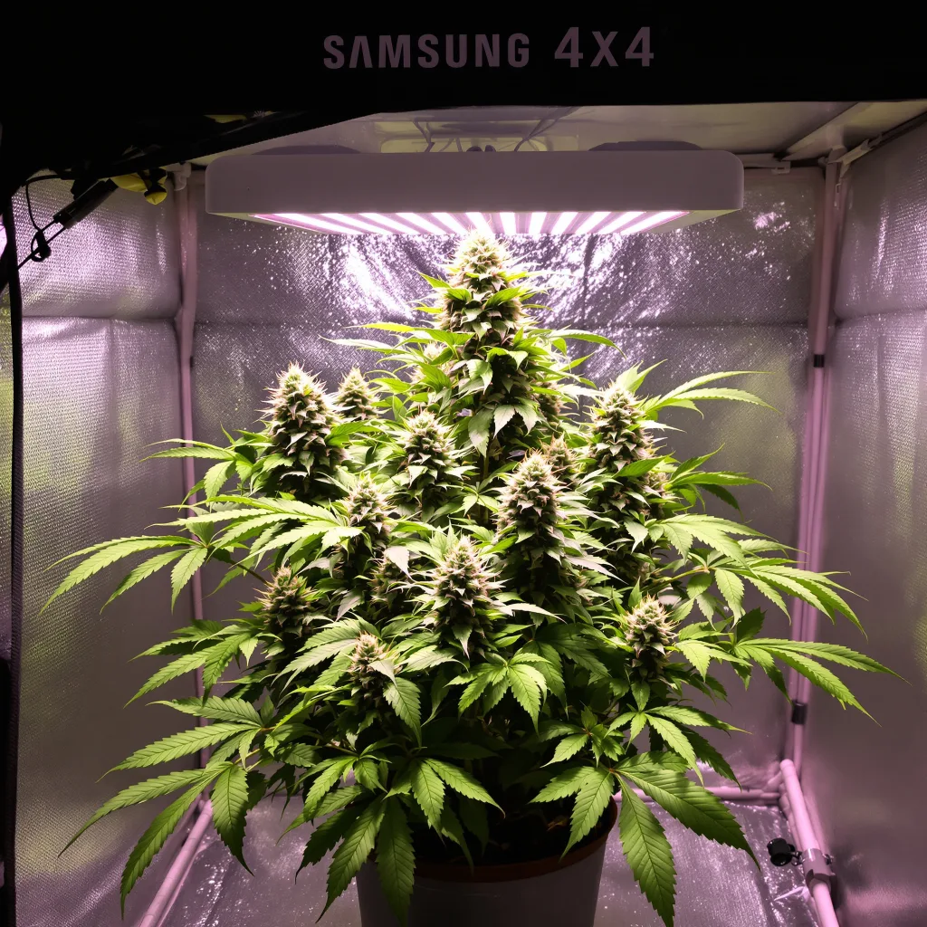 Planta de cannabis Godzilla en fase de floración — 90-130 cm feminizada