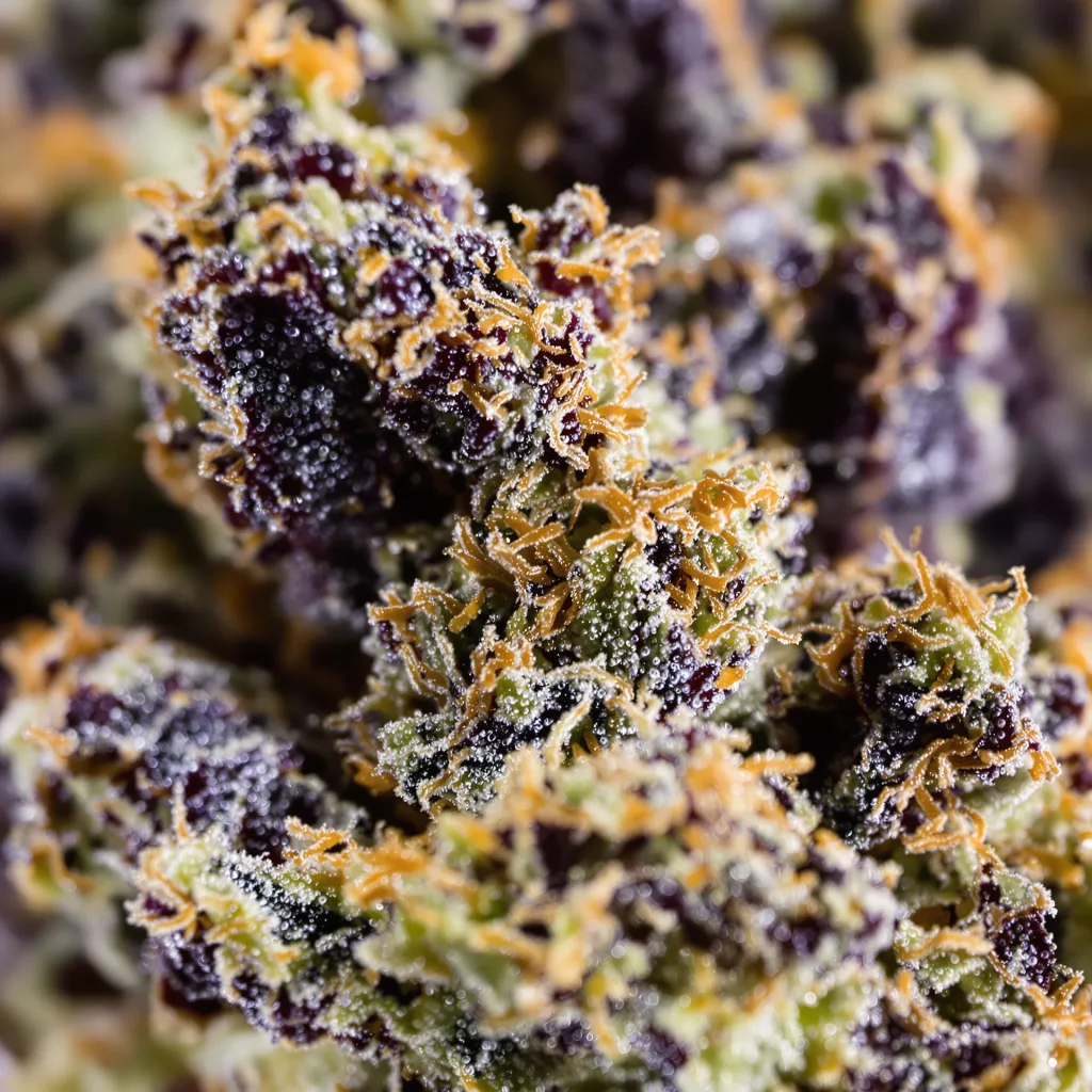 Primer plano de cogollo de cannabis Godzilla Glue mostrando cálices densos con tonos morados