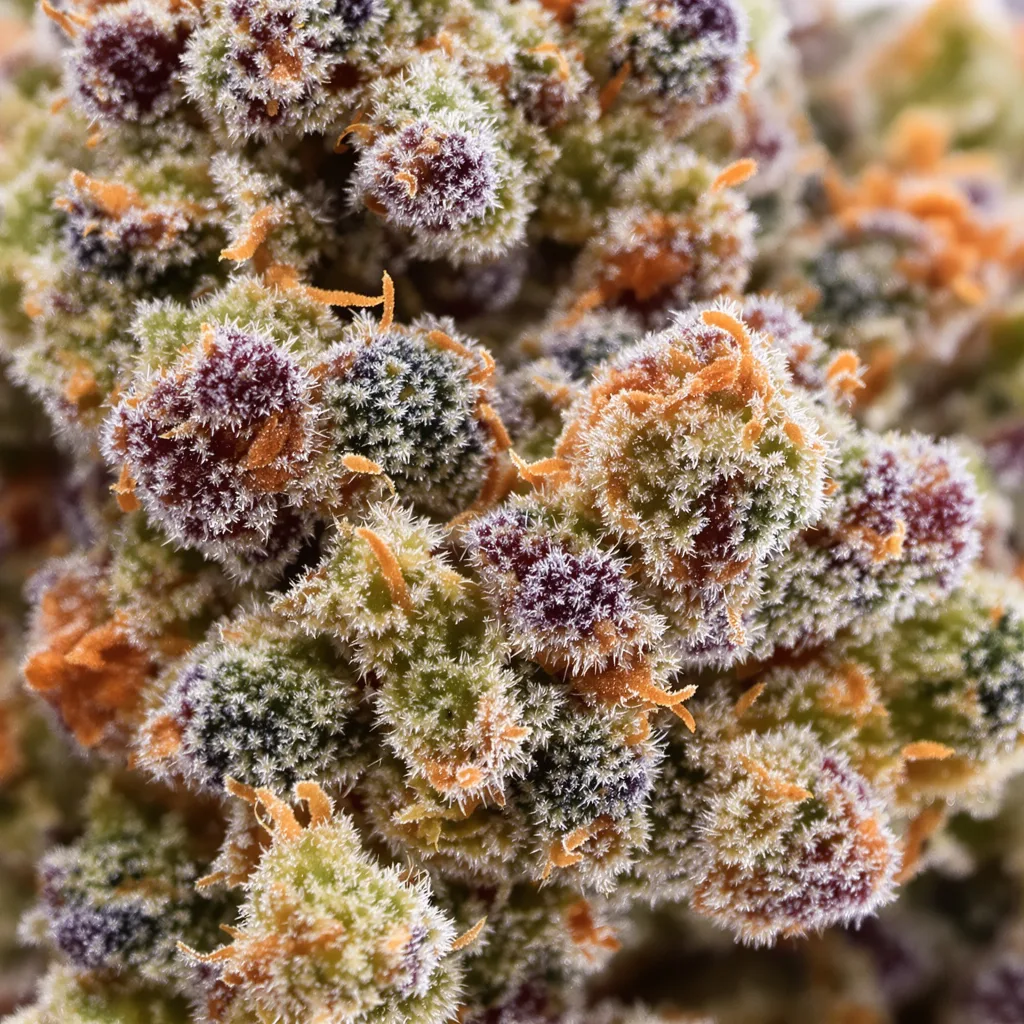 Primer plano de cogollo de cannabis Golden Nugget mostrando estructura abierta con pistilos naranjas