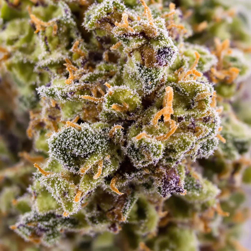 Primer plano de cogollo de cannabis Golden Ticket mostrando estructura equilibrada con tricomas escarchados